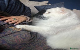 British Longhair cats for sale: Pet for rehome - Image 7
