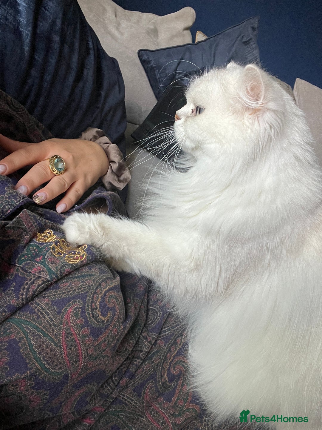 British Longhair cats for sale: Pet for rehome - Image 7