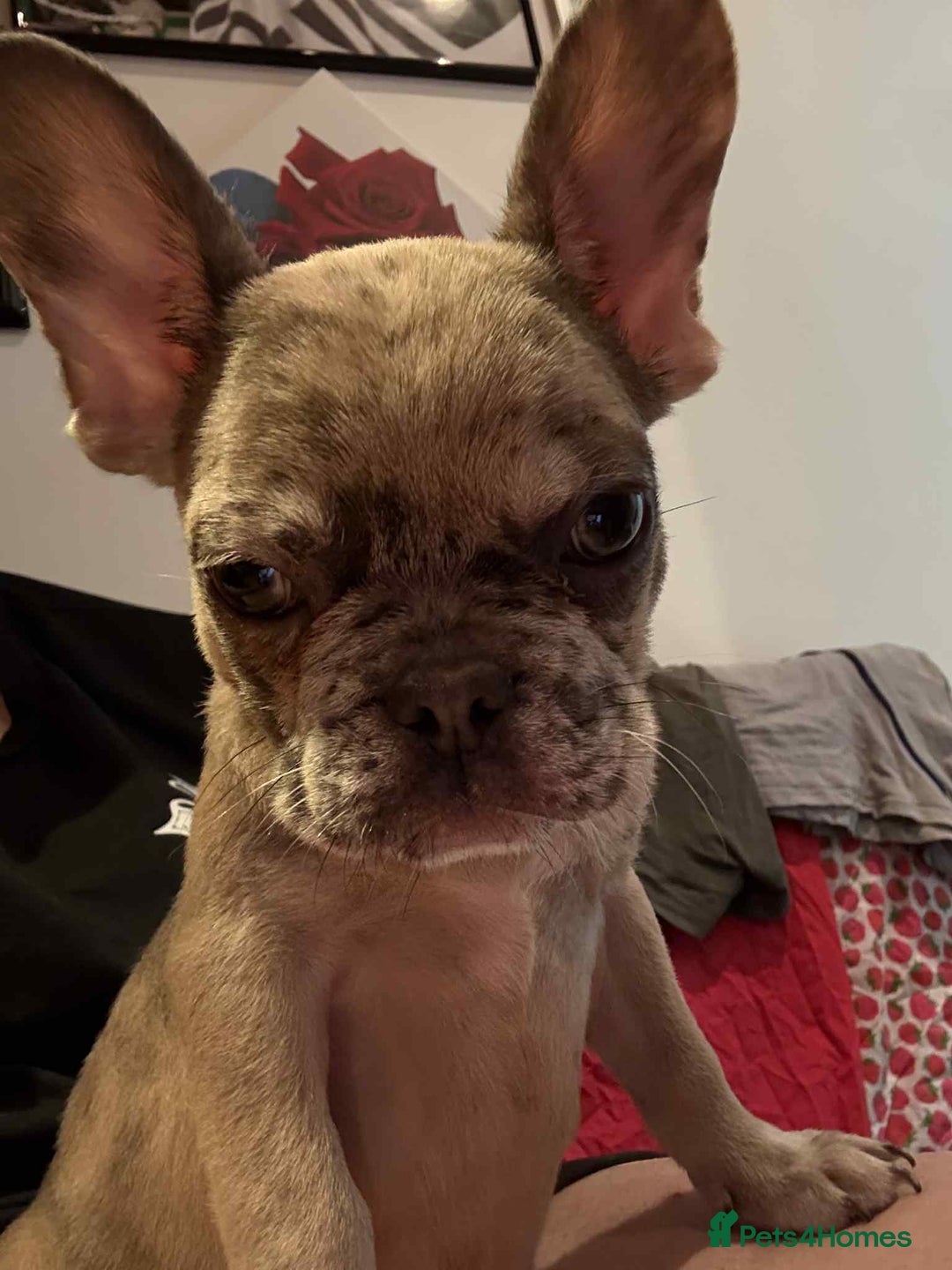 French Bulldog dogs for sale: Masha Puppy  - Image 2