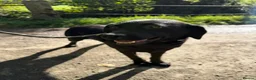 Labrador Retriever dogs for sale: Adult - KC Registered Labrador Retriever Female  - Advert 6