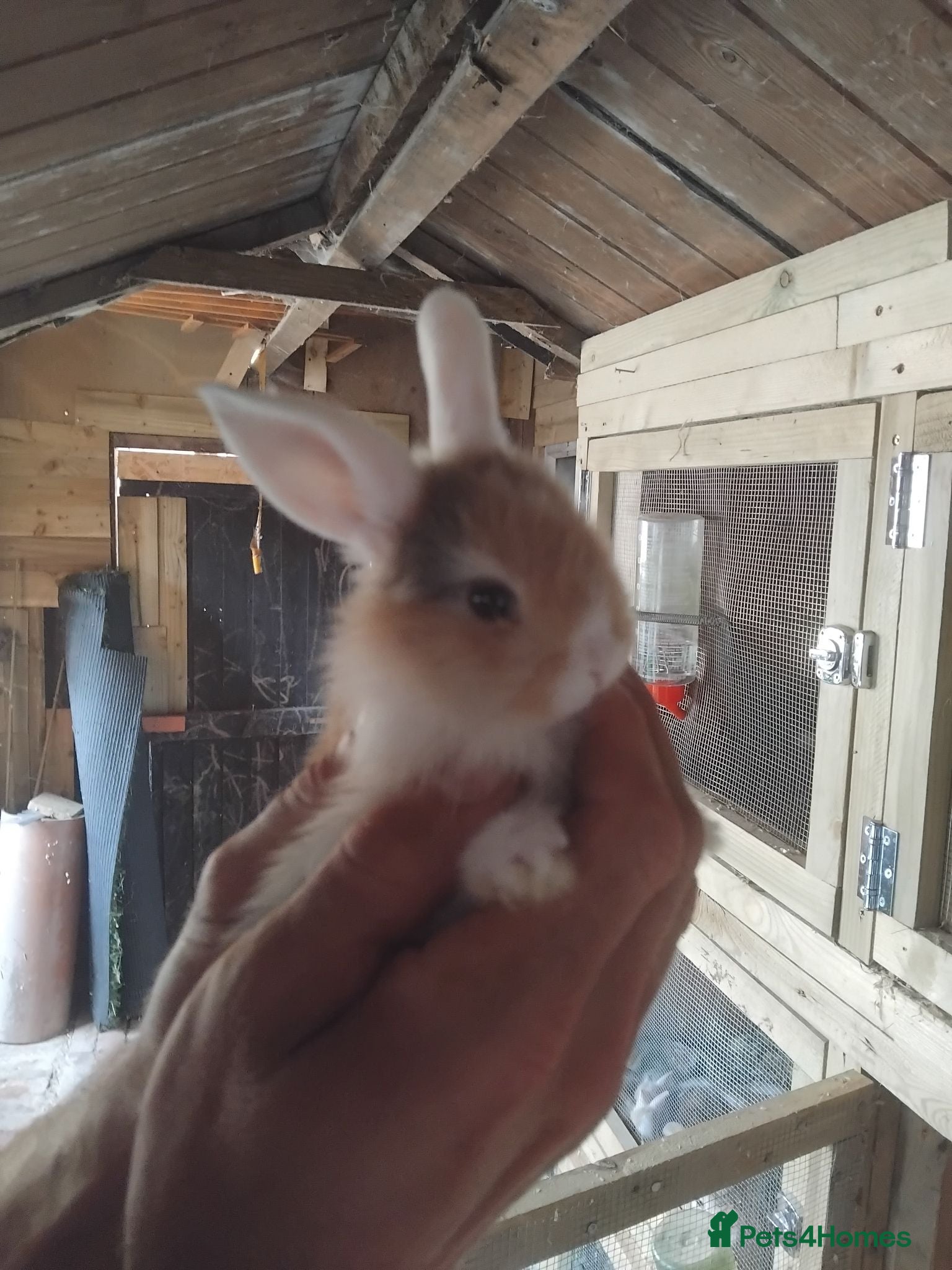 Mini Lop rabbits Baby lops - Advert 2