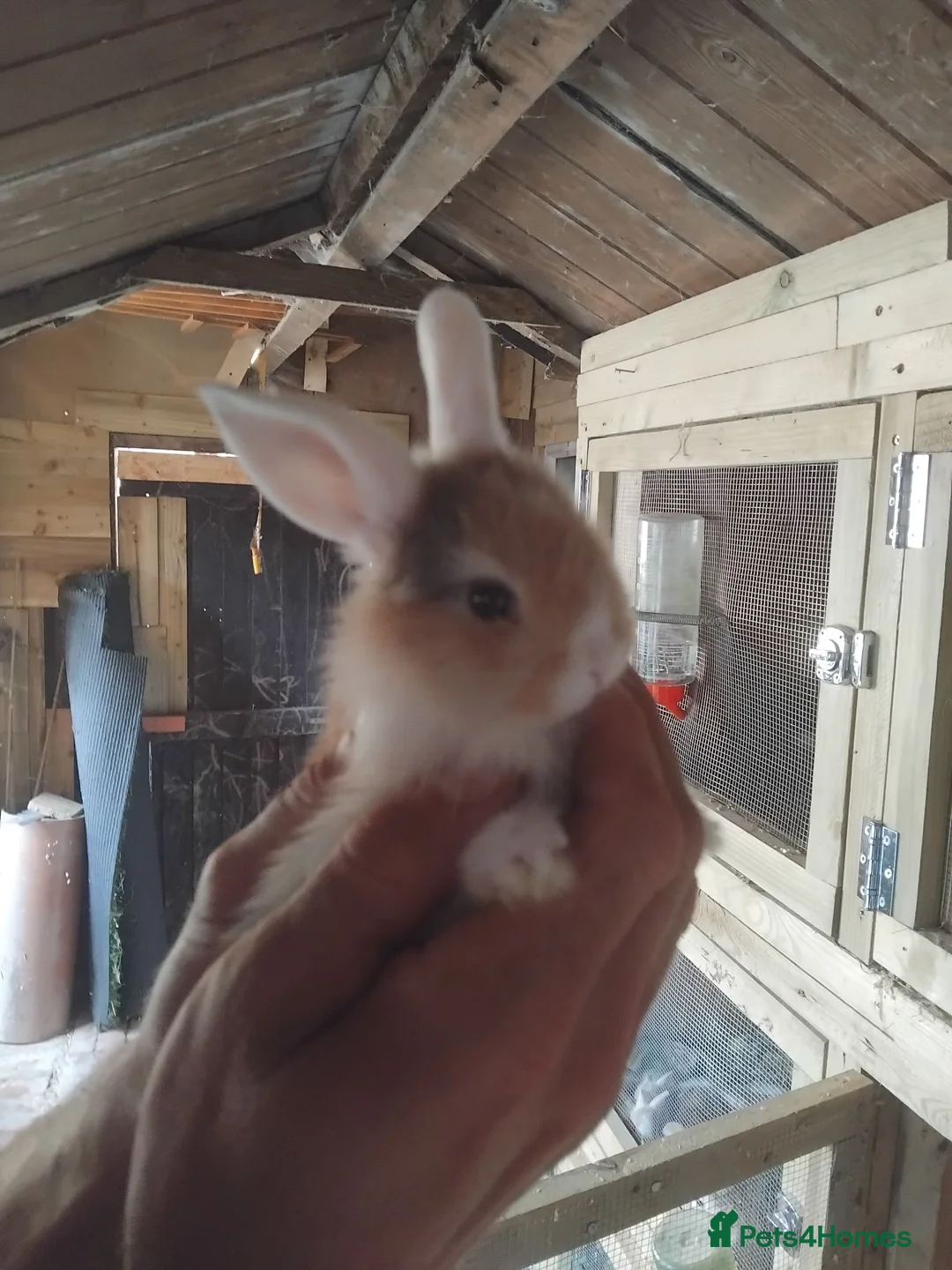 Mini Lop rabbits for sale: Baby lops - Advert 1