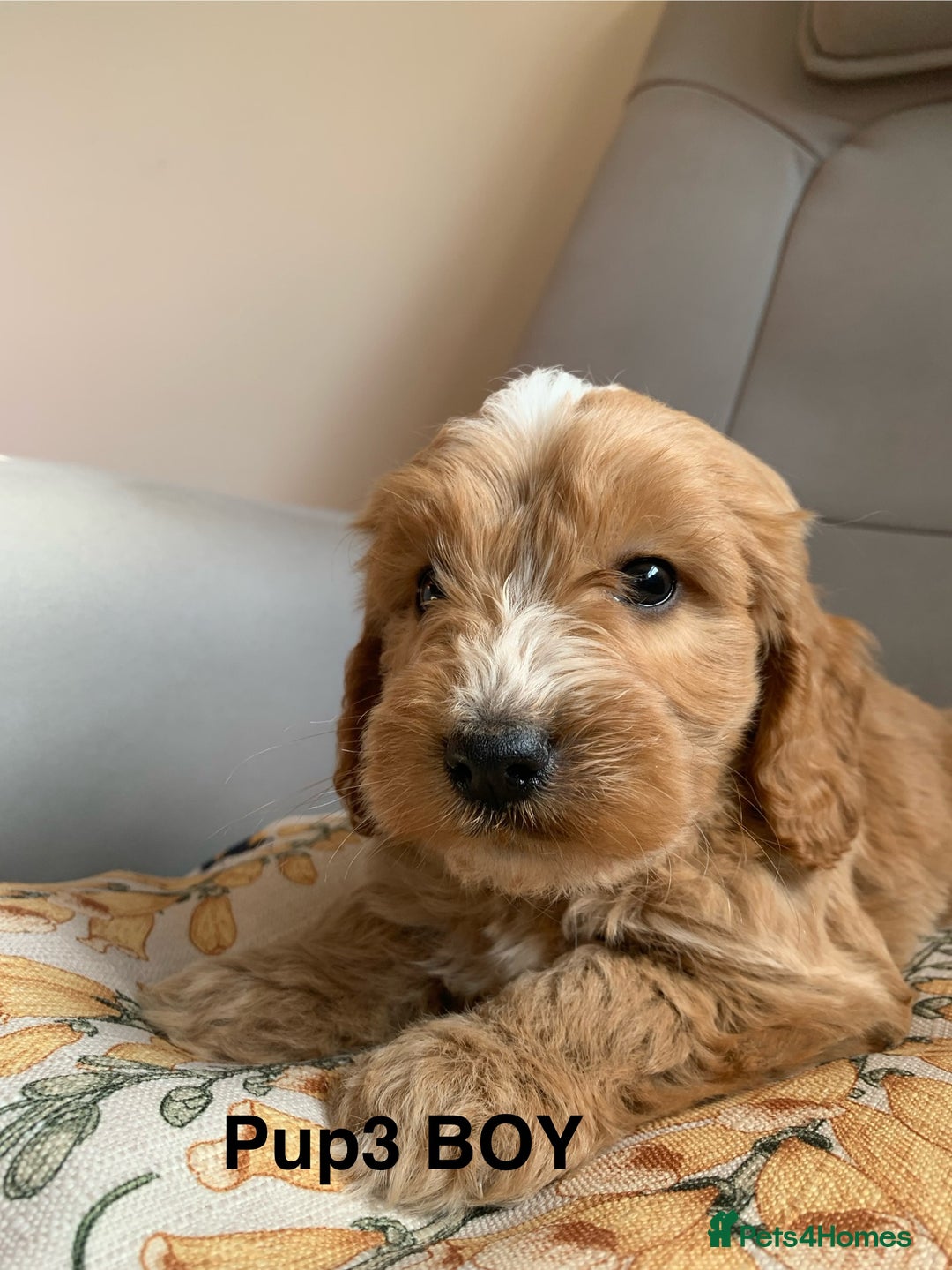 Cockapoo dogs for sale: Beautiful Cockapoo Puppies  - Image 7