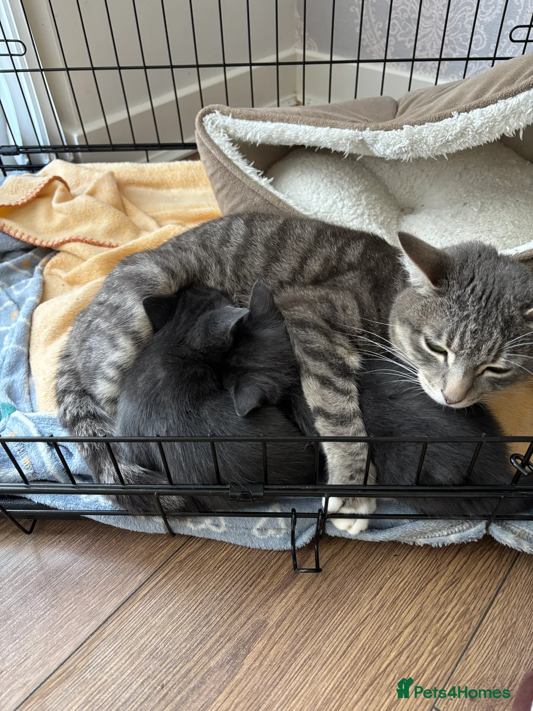 Domestic Shorthair cats for sale: Beautiful grey kittens available from 15 February  - Advert 17