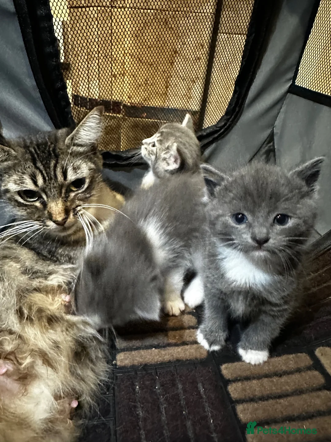 Ragdoll cats for sale: Ragdoll kittens  - Advert 2