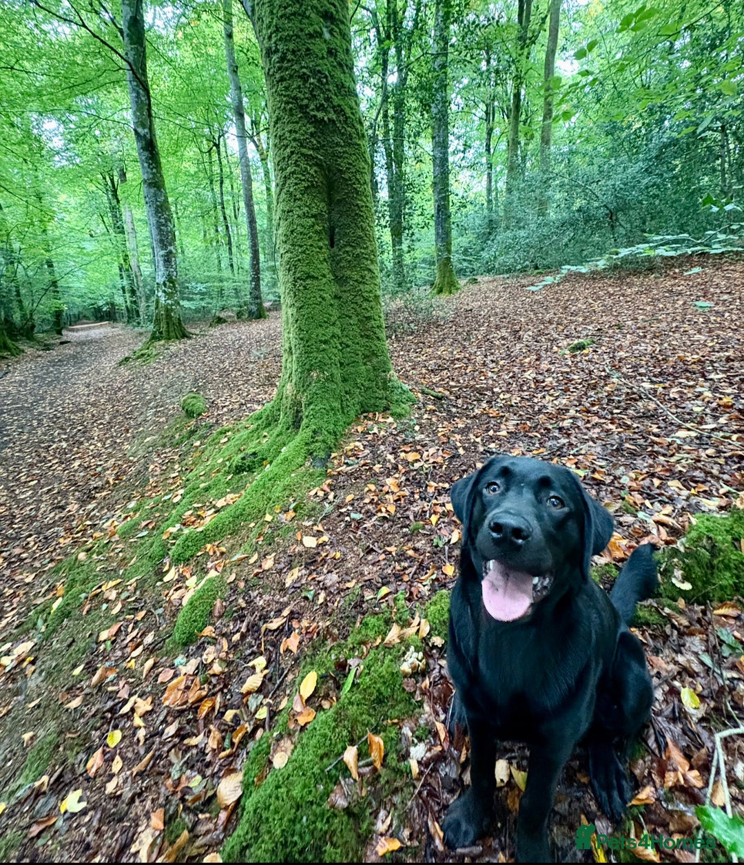 Labrador Retriever dogs for sale: Beautiful, Affectionate, Clever Boy - Image 3