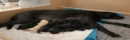 Labrador Retriever dogs for sale: Waiting List Now Open for Exceptional Litter - Advert 6