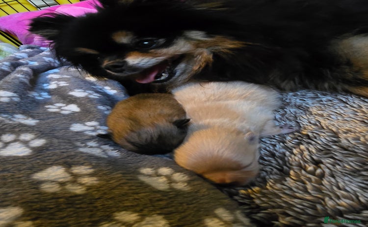 Pomeranian dogs - Advert 3
