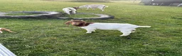 Goats livestock for sale: Boer goat kids - Advert 3