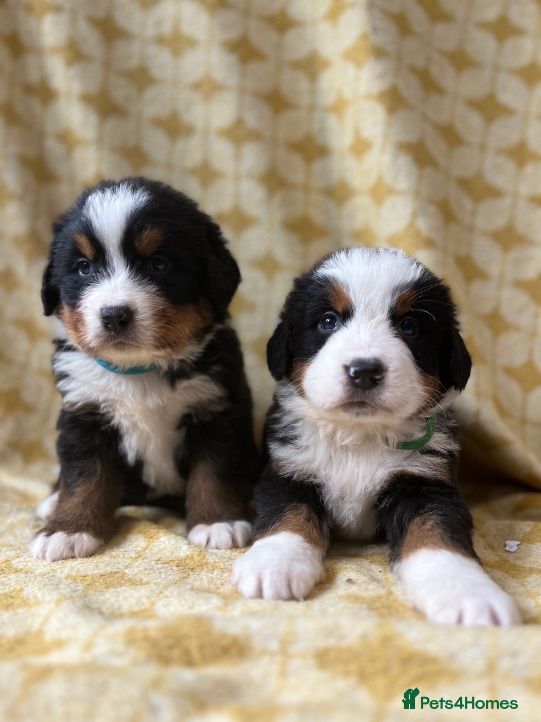Bernese Mountain Dog dogs for sale: Kc Reg Bernese mountain dogs  - Image 2