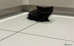 British Longhair cats for sale: Black/Brown boy kittens - Image 7