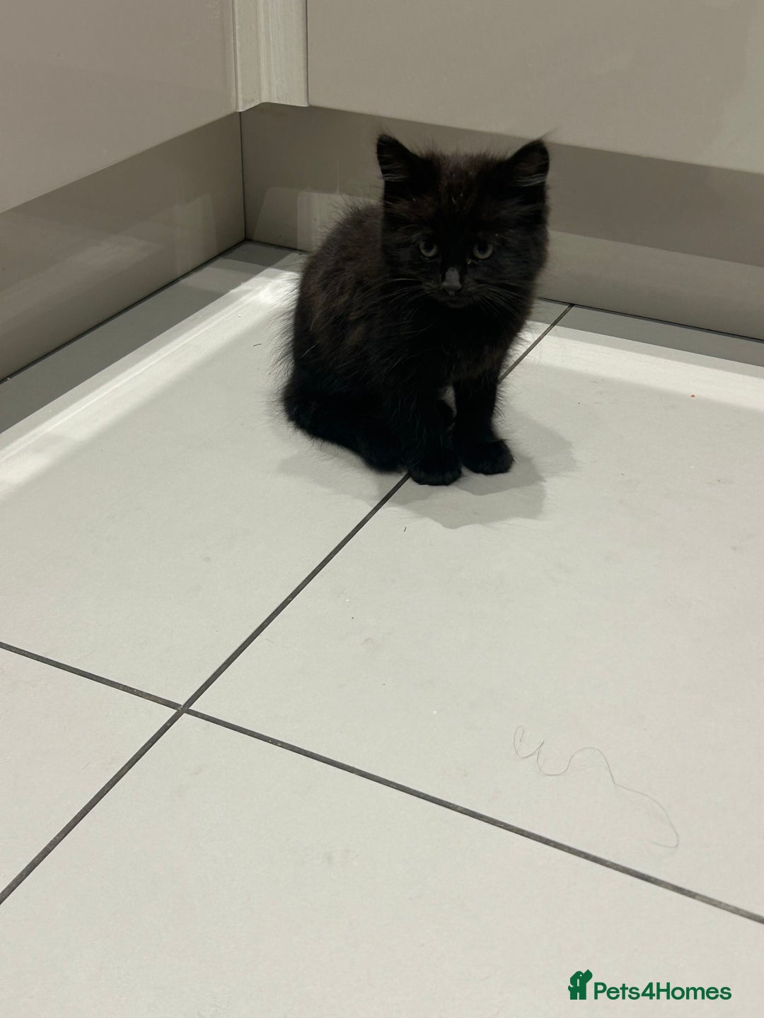 British Longhair cats for sale: Black/Brown boy kittens - Image 7