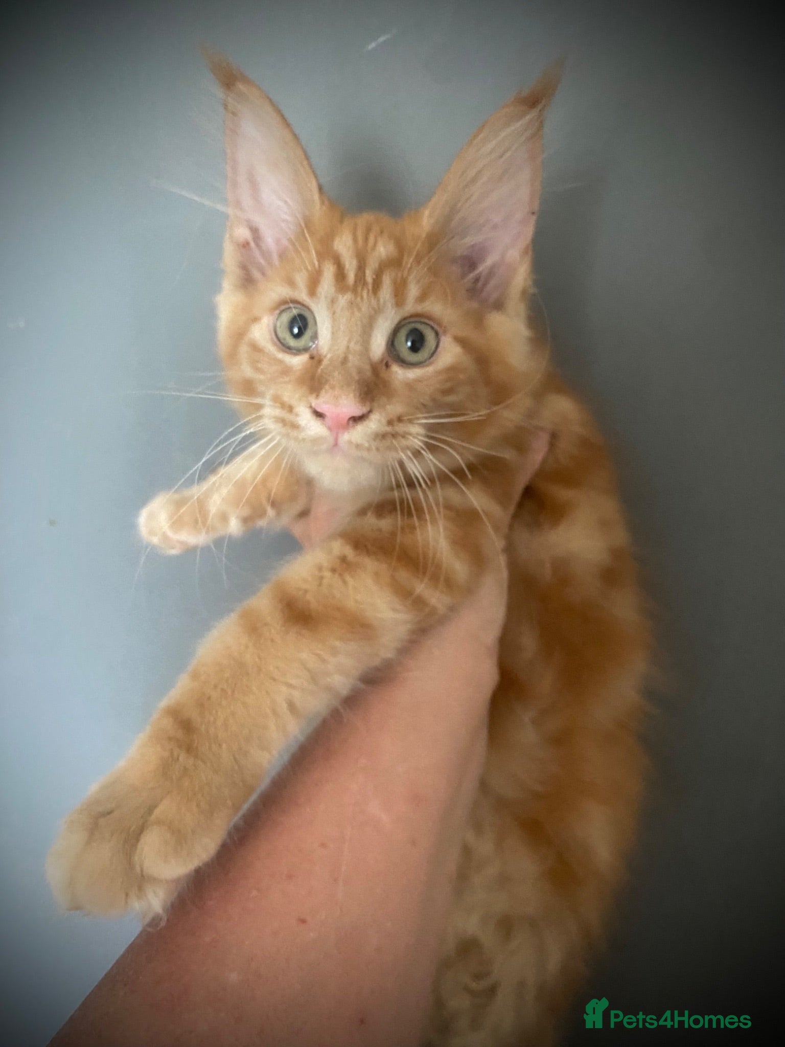 Maine Coon cats TICA Reg Maine Coon Kittens Red Tabby Black Smoke - Advert 1