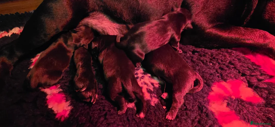 Staffordshire Bull Terrier dogs for sale: Black Staffordshire Puppy **OUTSTANDING PEDIGREE** - Advert 2