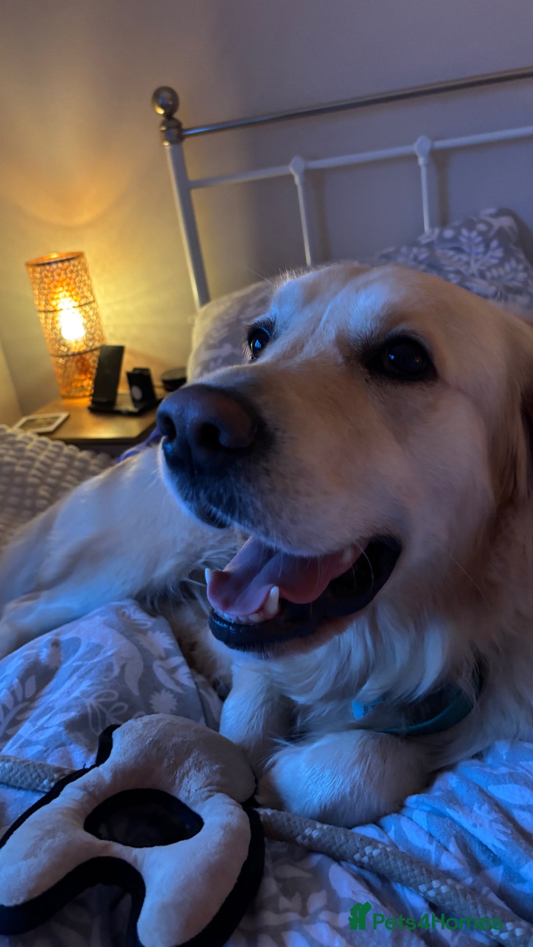 Golden Retriever dogs for sale: KC Golden Retriever Puppies – Due Early Feb - Advert 7