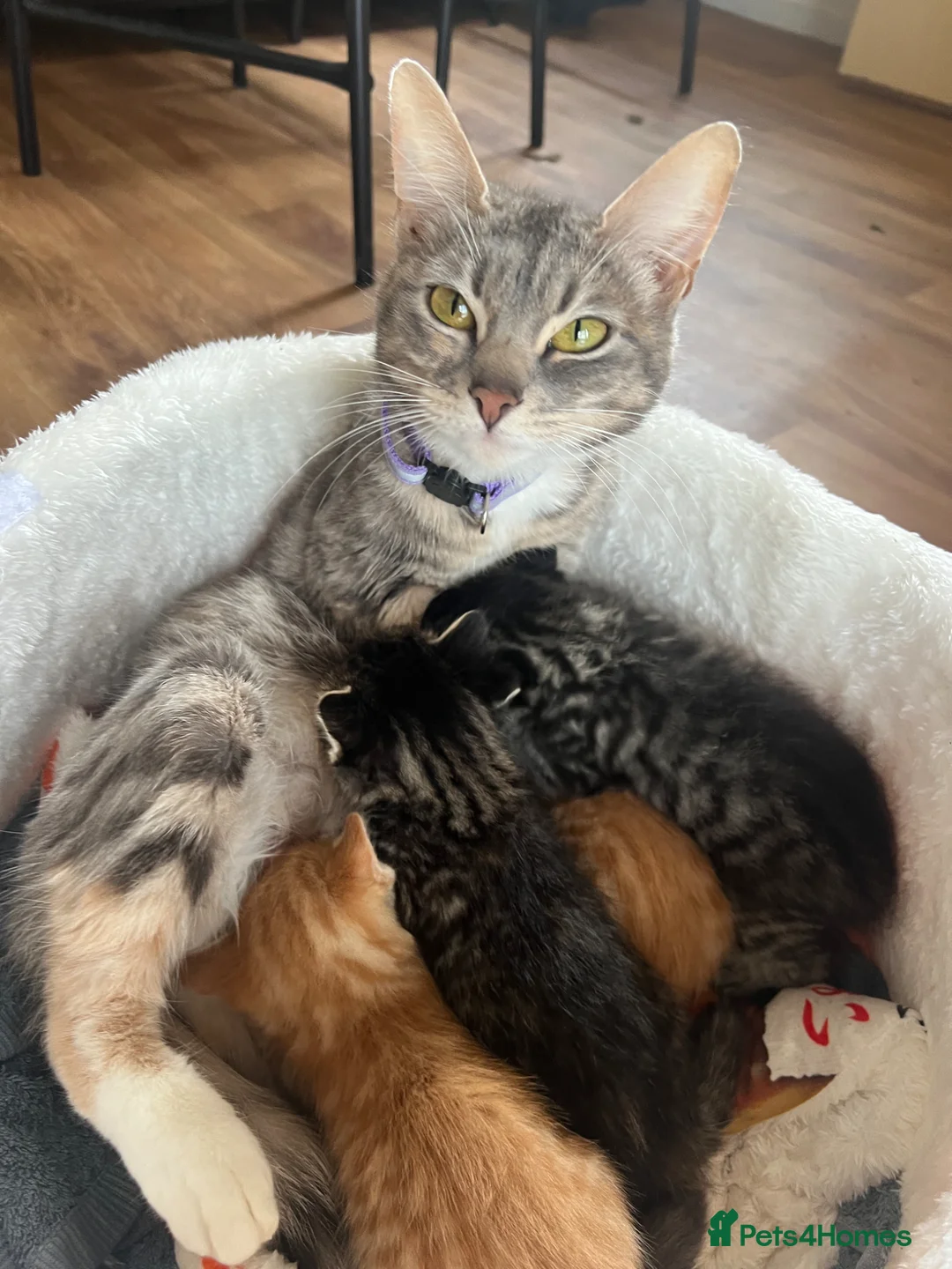 Mixed Breed cats for sale: Mum cat & 3 kittens - Advert 1