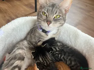 Mixed Breed cats Mum cat & 3 kittens - Advert 6