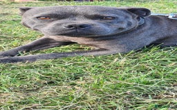 Staffordshire Bull Terrier dogs for sale: Kc reg black blue staffy puppies  - Image 5
