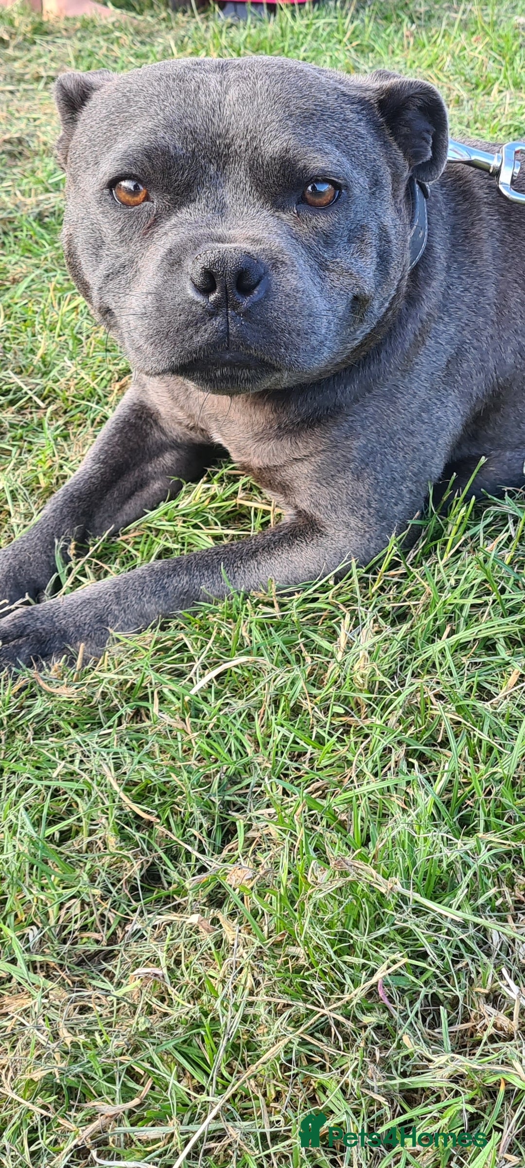 Staffordshire Bull Terrier dogs for sale: Kc reg black blue staffy puppies  - Image 5