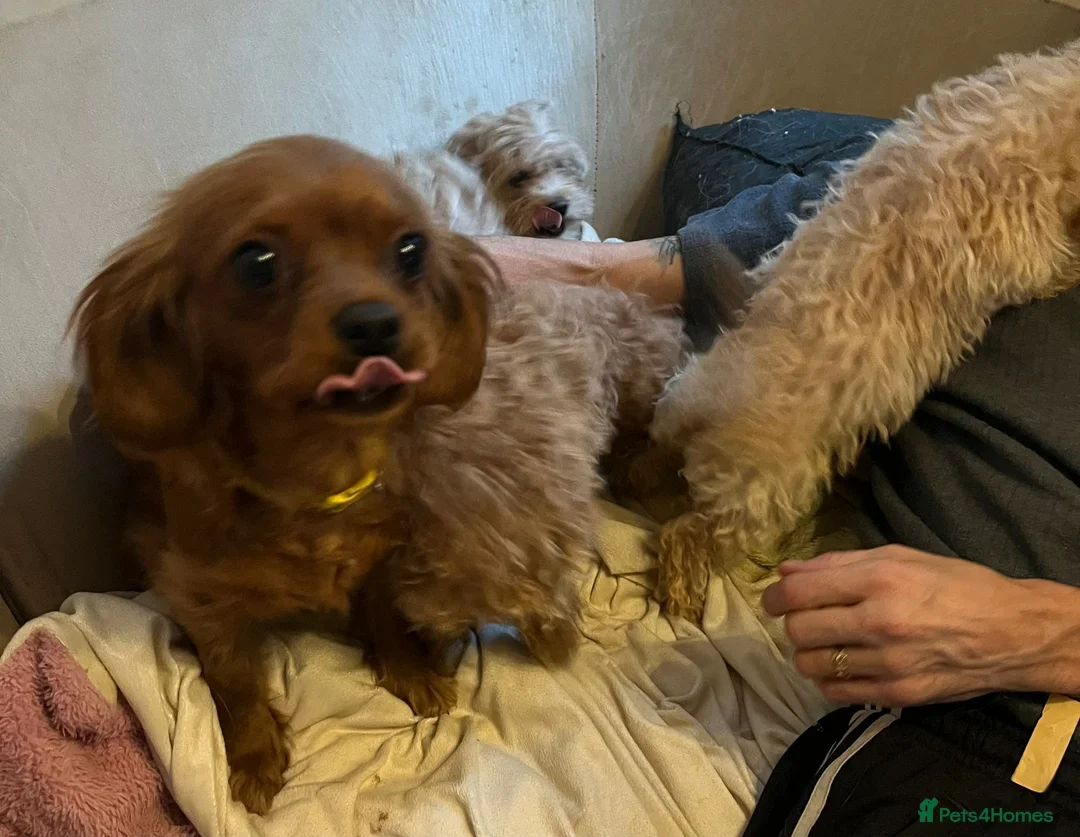 Cavapoo dogs for sale: Beautiful Toy Cavapoo Puppies £1100 - Advert 10