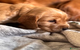 Cocker Spaniel dogs for sale: Show line cocker spaniels - Image 9