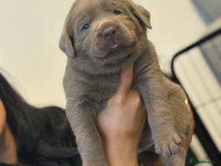 Labrador Retriever dogs KC REG top quality chunky silver Labrador puppies - Advert 6