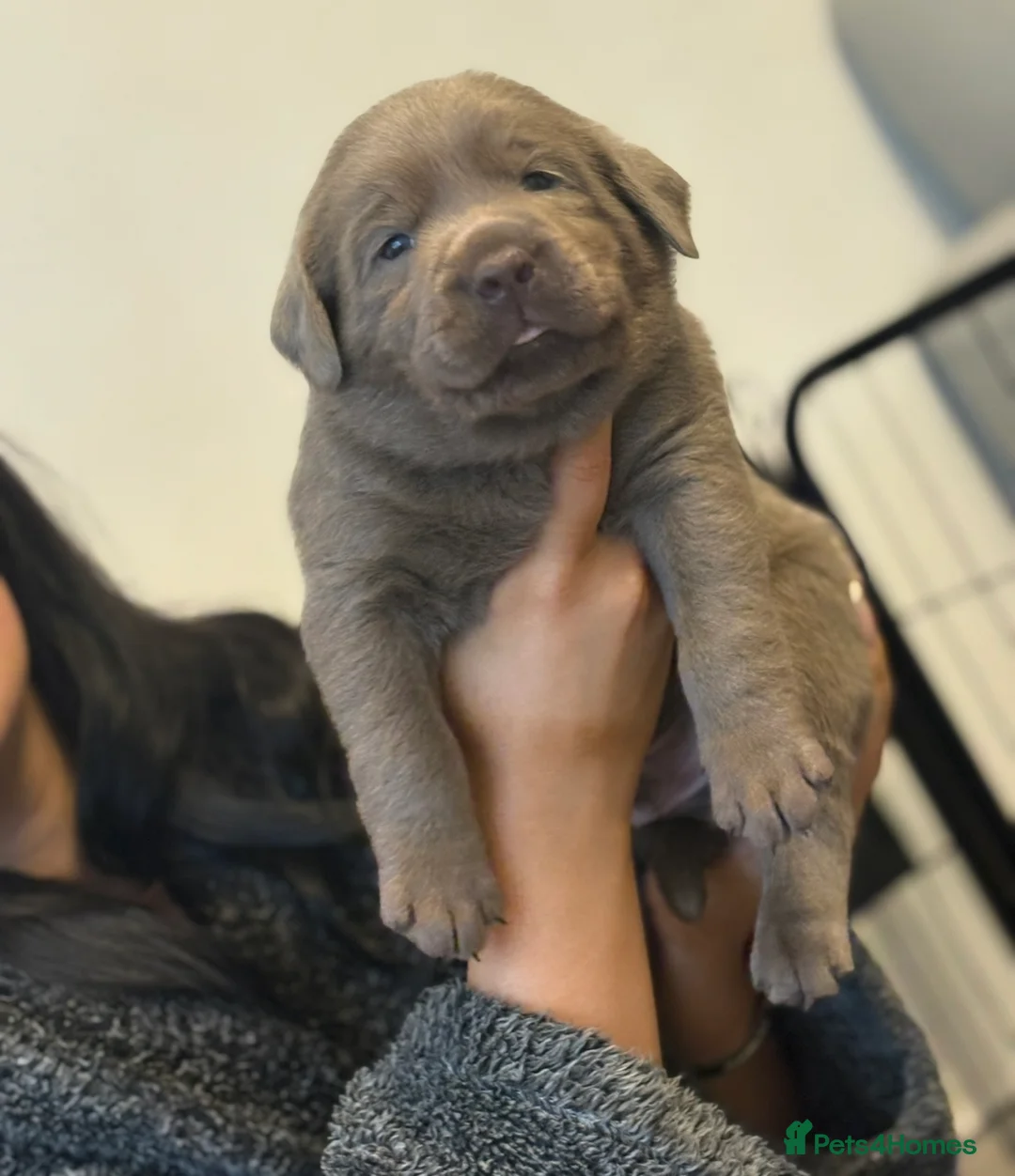 Labrador Retriever dogs for sale: KC silver Labrador (last girl remaining) orange  - Advert 11