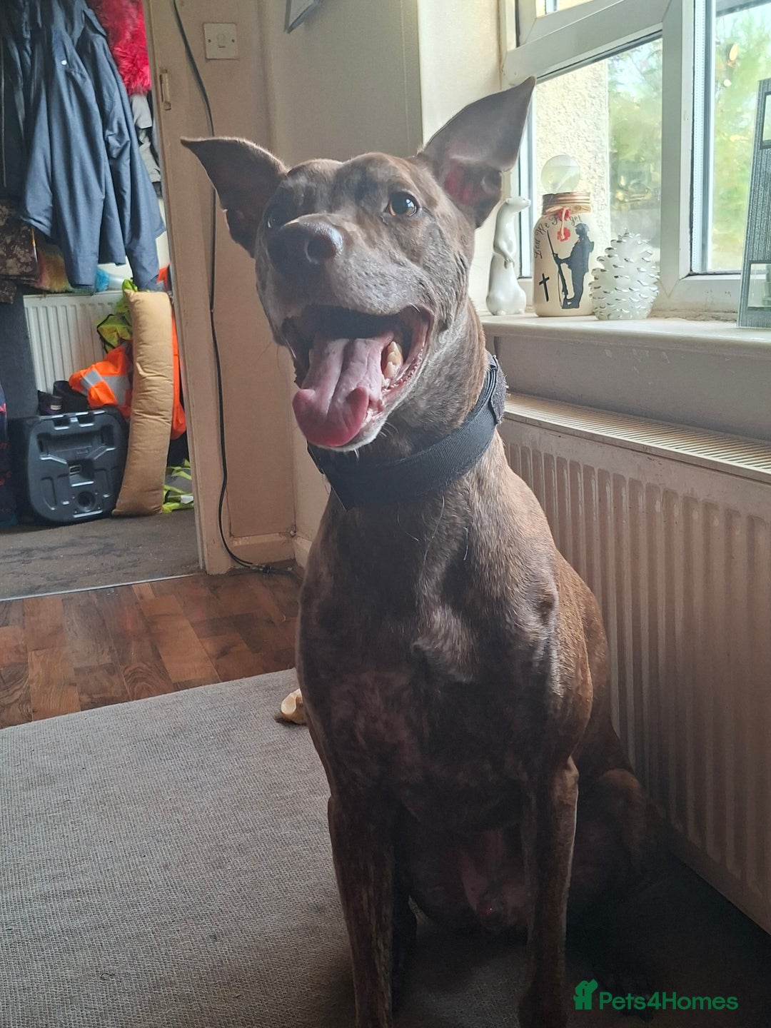 Mixed Breed dogs for sale: Adult lurcher  - Image 3