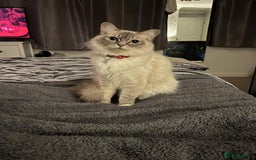 Ragdoll cats for sale: Amazing Ragdoll kittens 3 female 1 male - Image 15