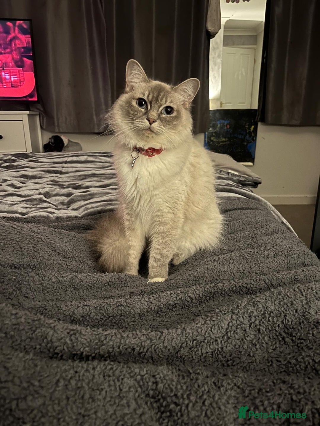 Ragdoll cats for sale: Amazing Ragdoll kittens 3 female 1 male - Image 15