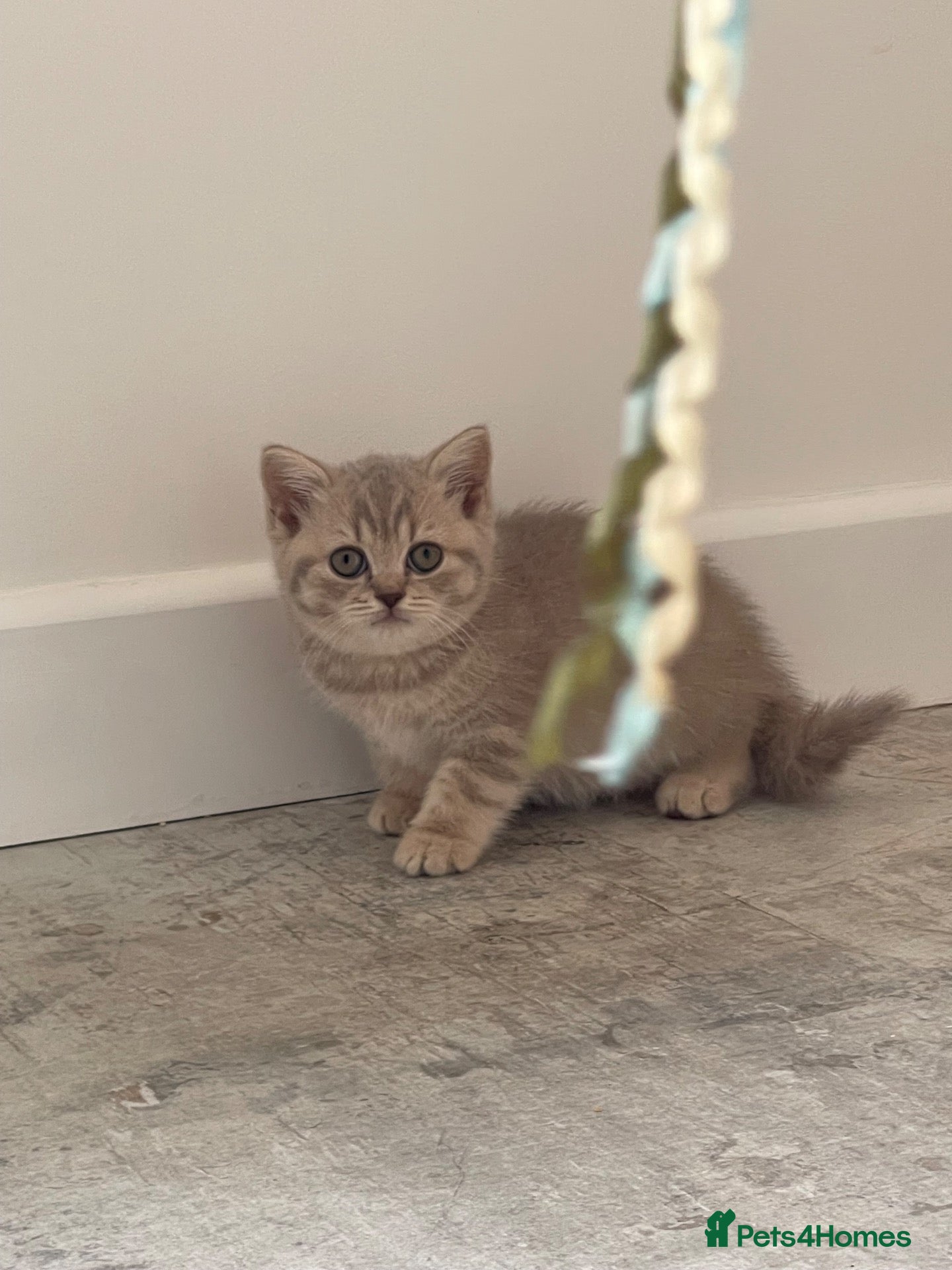 British Shorthair cats STUNNING LILAC TICKED TABBY GCCF FEMALE KITTENS  - Advert 18