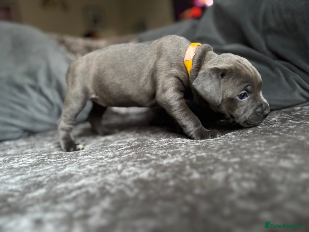 Staffordshire Bull Terrier dogs for sale: Quality Blue Health Tested  - Advert 34