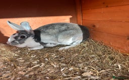 Mini Lion Lop rabbits for sale: Female Mini Rex with hutch and run  - Image 3