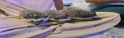 Pygmy Hedgehog rodents for sale: Females African pigmy hedgehogs  - Advert 6