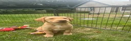 Labrador Retriever dogs for sale: Beautiful Labradors  - Advert 9