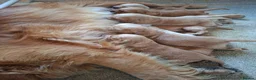 Golden Retriever dogs for sale: KC registered golden retriever pups  - Advert 14