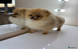 Pomeranian dogs for sale: Pomeranian boy - Image 5