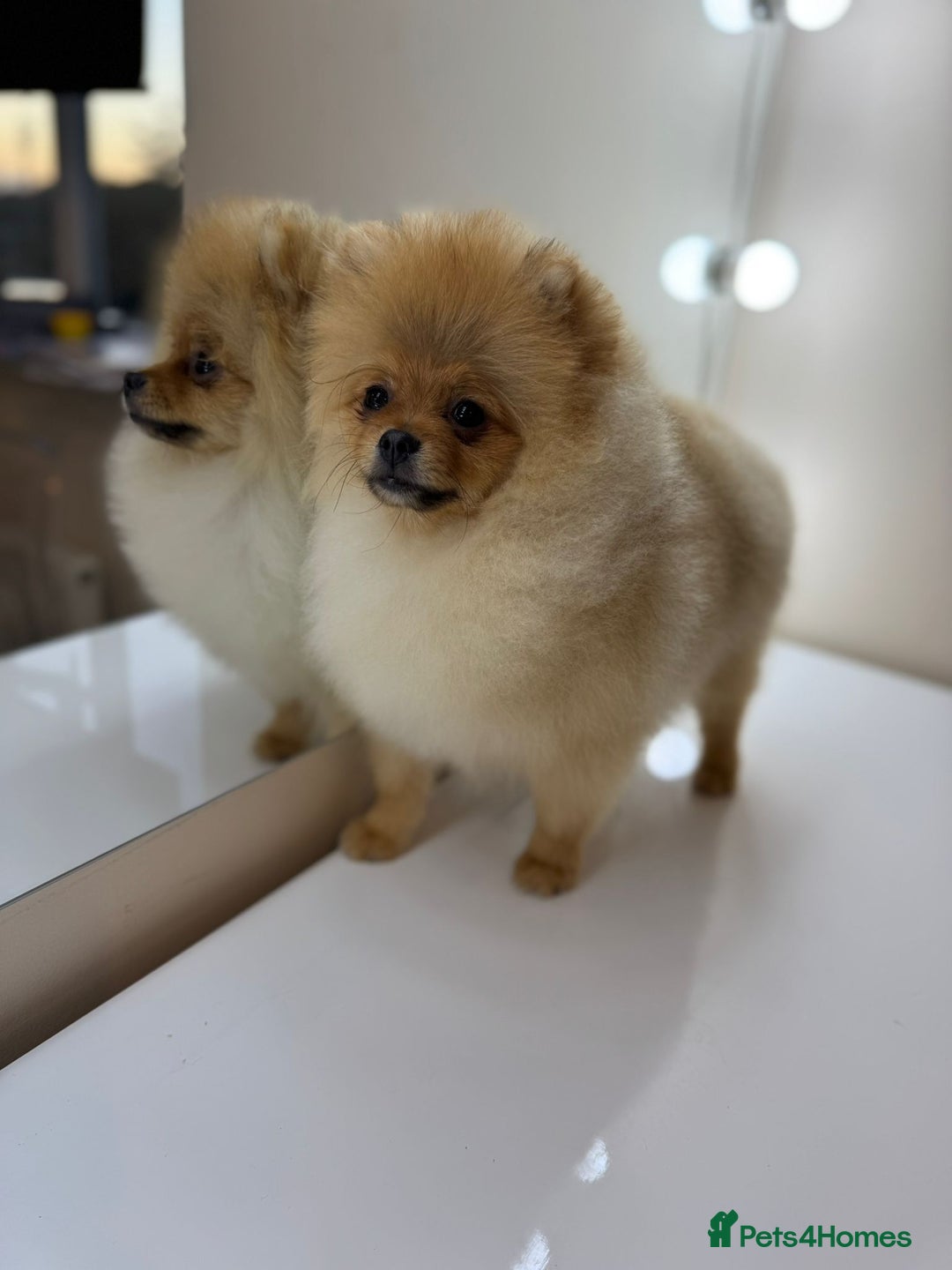 Pomeranian dogs for sale: Pomeranian boy - Image 5