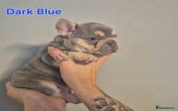 French Bulldog dogs for sale: Beautiful KC French bull dog puppies - Image 4