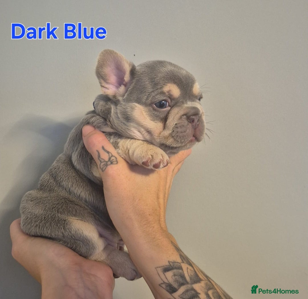 French Bulldog dogs for sale: Beautiful KC French bull dog puppies - Image 4