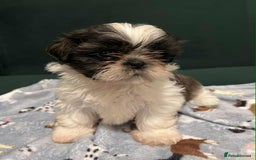 Shih Tzu dogs for sale: Shti tzu Puppies for sale with a good home in Gloucester - Image 13