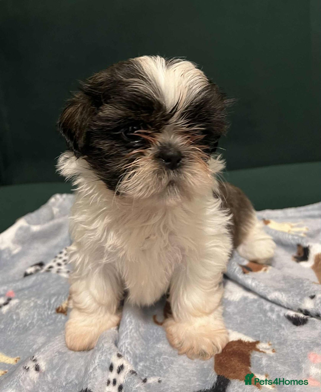 Shih Tzu dogs for sale: Shti tzu Puppies for sale with a good home in Gloucester - Image 13