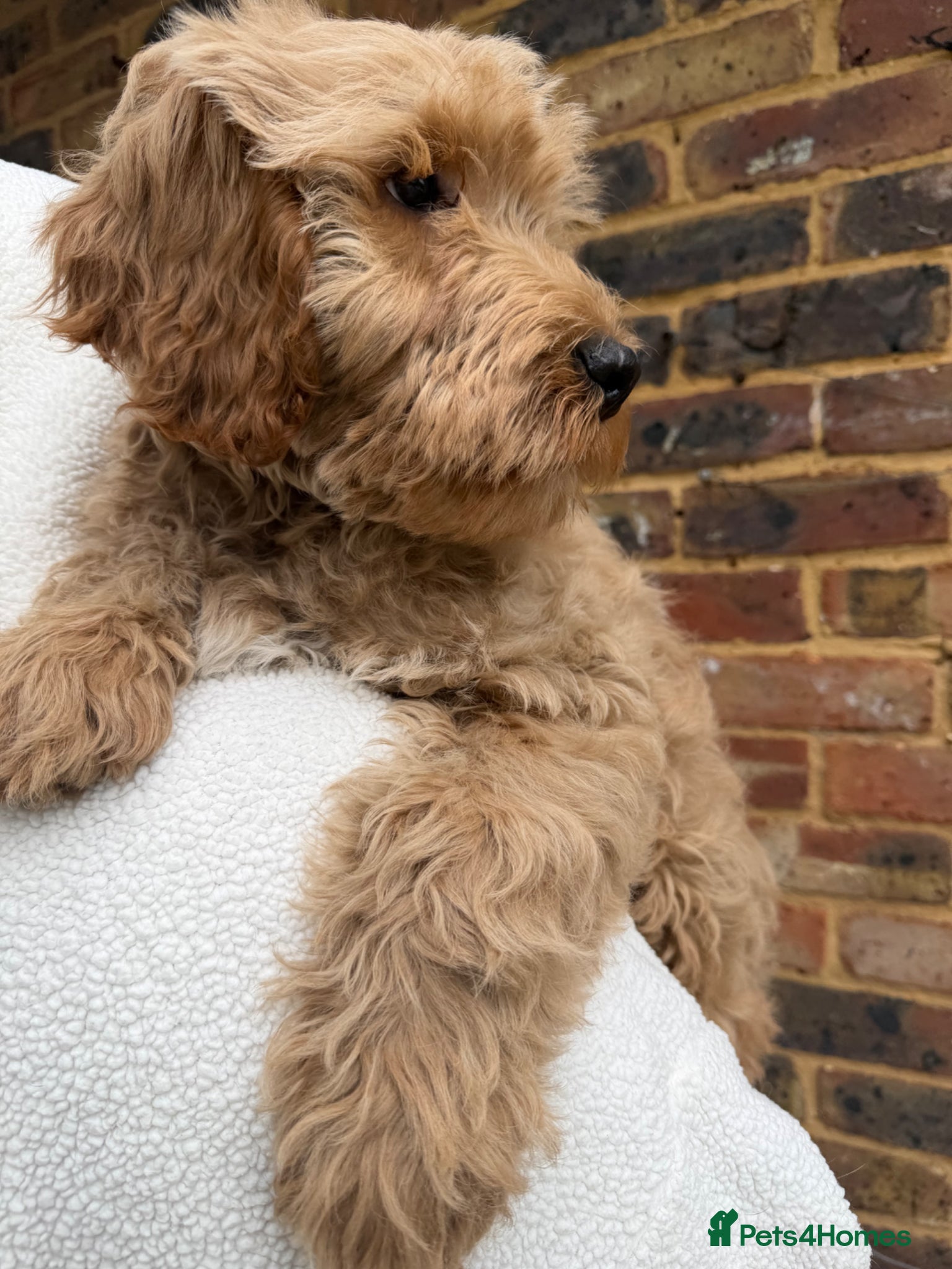 Labradoodle dogs Labradoodle  - Advert 2