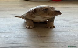 American Bully dogs for sale: American Pocket Bully (3 Generations).  - Image 1