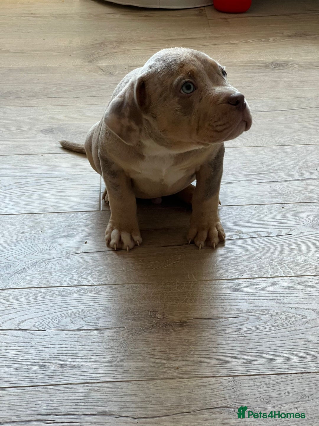 American Bully dogs for sale: American Pocket Bully (3 Generations).  - Image 1