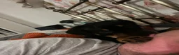 Mixed Breed dogs for sale: Bruce  in Sheffield - Advert 8