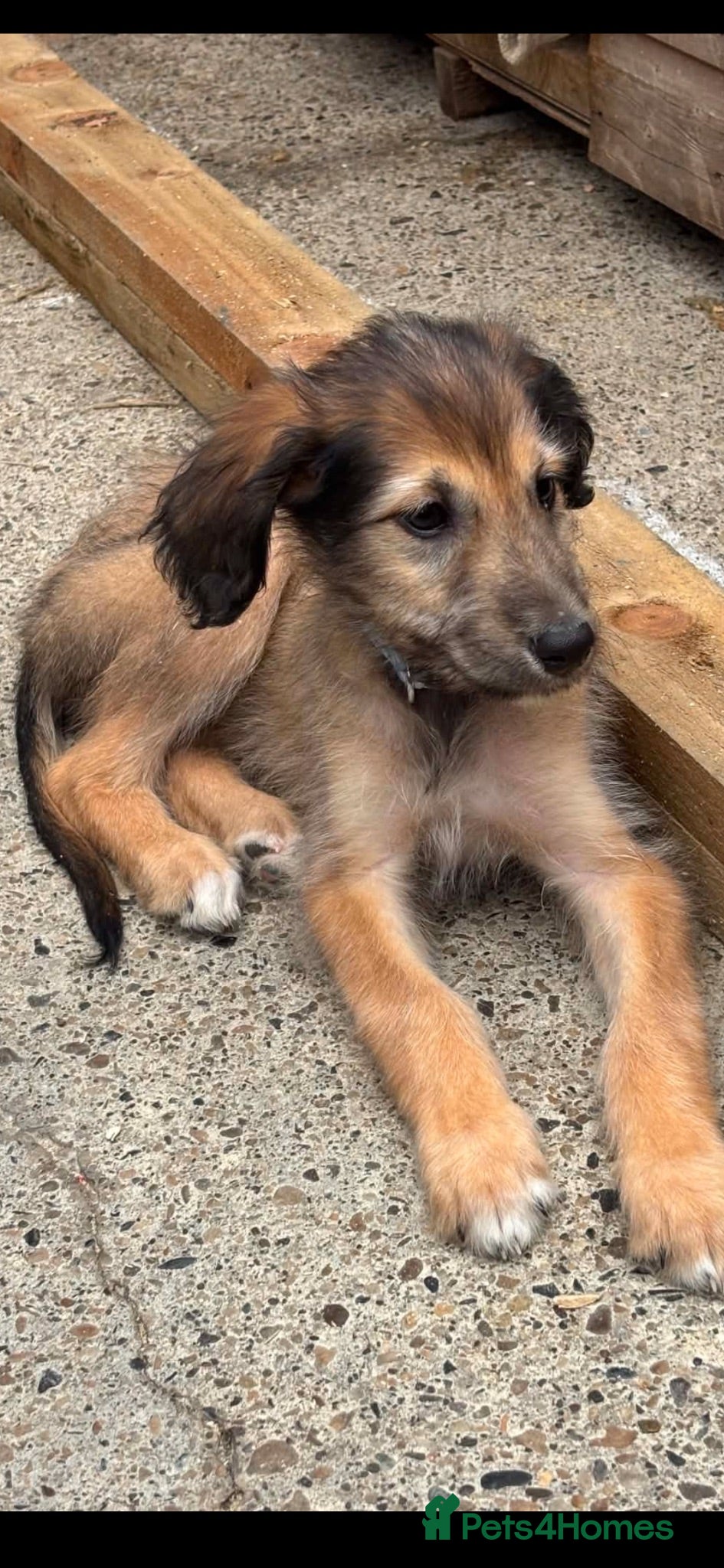 Lurcher dogs Puppy - Advert 5