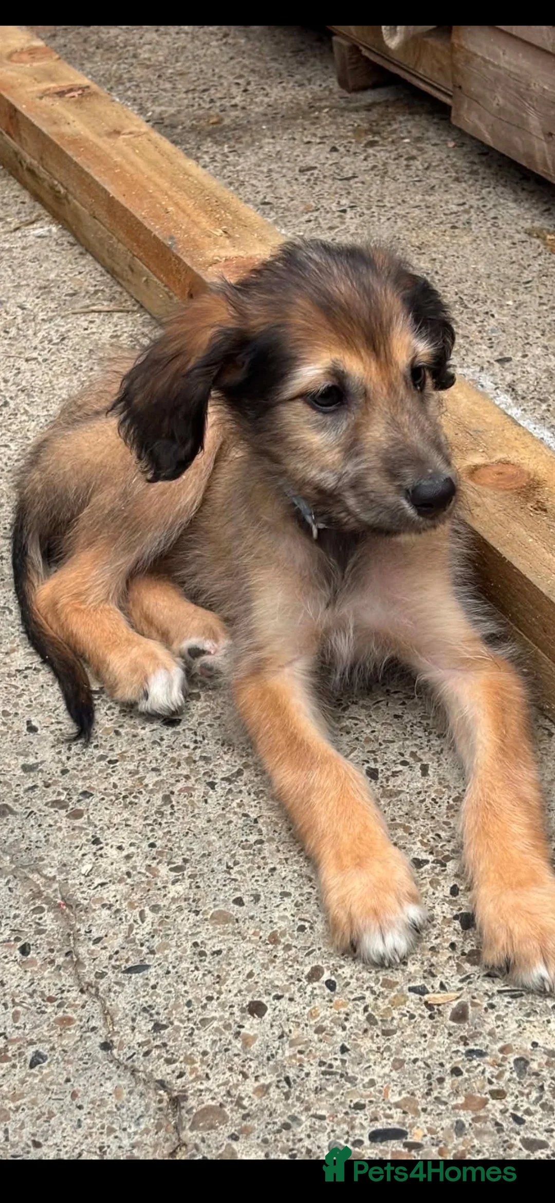 Lurcher dogs for sale: Puppy - Advert 1
