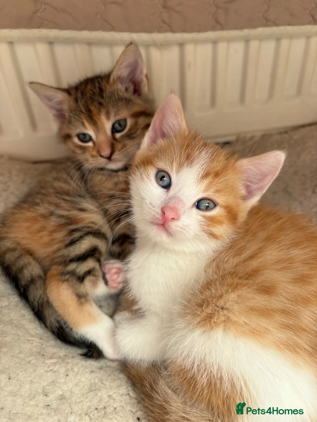 Mixed Breed cats for sale: Playful ginger and white kitten - Advert 9
