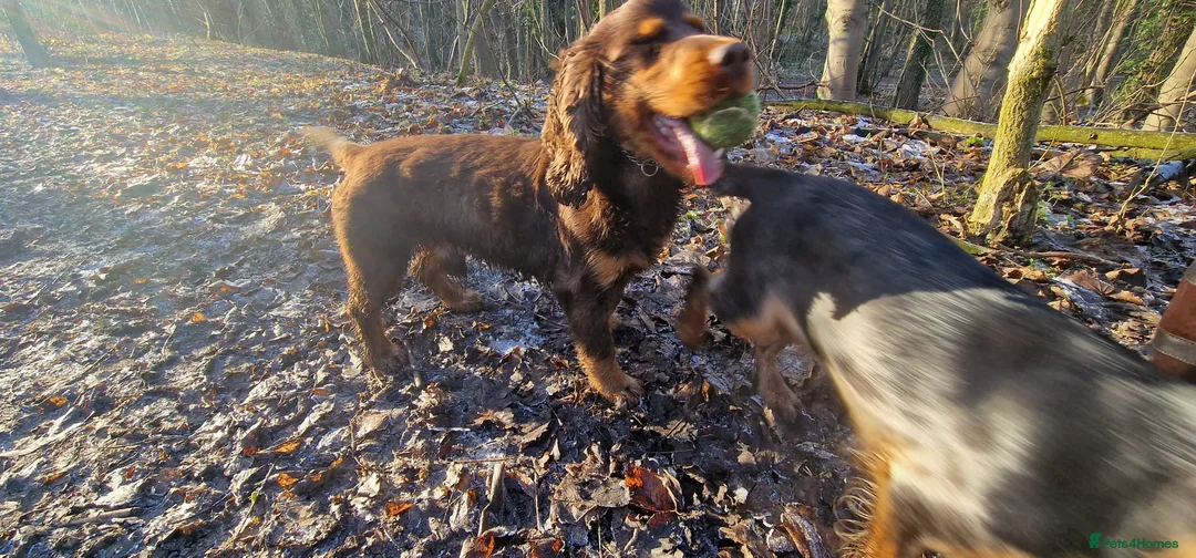 Cocker Spaniel dogs for sale: Teddy - Advert 1
